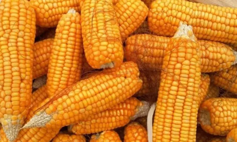 سنگاپورکی کمپنی پاکستان میں موسمیاتی تبدیلی سےمزاحم مکئی کےہائبرڈ بیج متعارف کرانے پرپرعزم