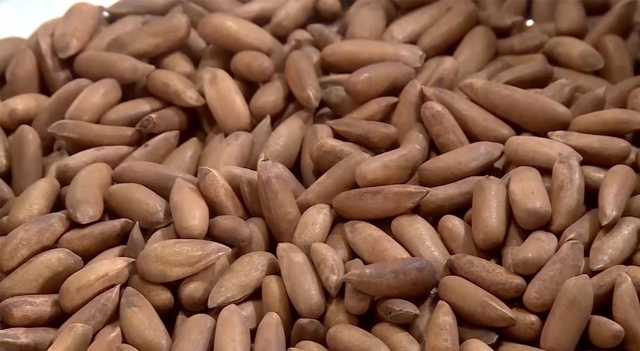 ملک بھر میں چلغوزے کی قیمت میں ریکارڈ کمی،فی کلو 8 ہزار روپے میں دستیاب